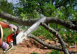 How Our Tree Care Process Works  in  Orfordville, WI