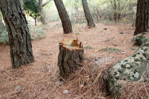 Trusted Orfordville, WI Tree Care Experts