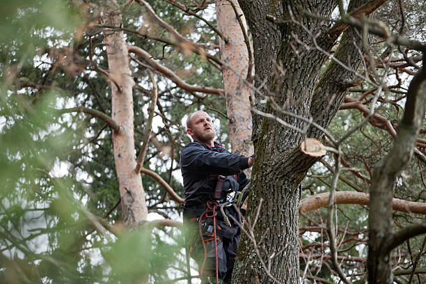 Best Tree Health Inspection  in Orfordville, WI