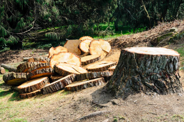 Best Utility Line Clearance  in Orfordville, WI